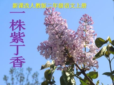 5一株紫丁香课件