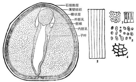 肉桂粉末石细胞手绘图图片